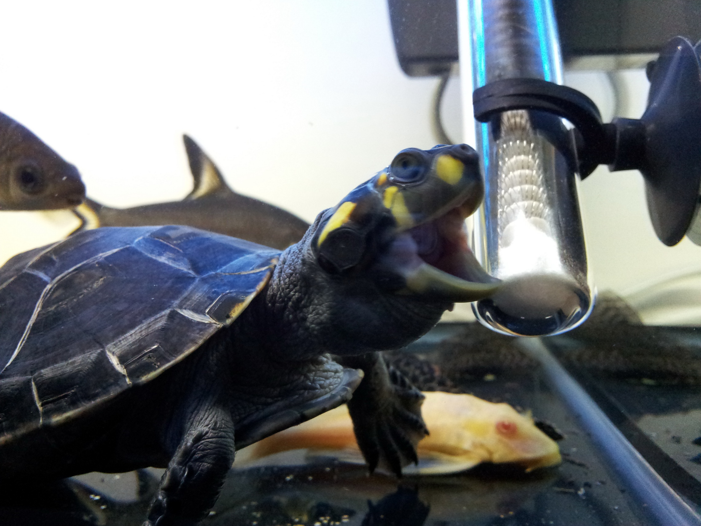 颈龟(学名: i>podocnemis unifilis /i>)是侧颈龟科,南美侧颈龟属动物