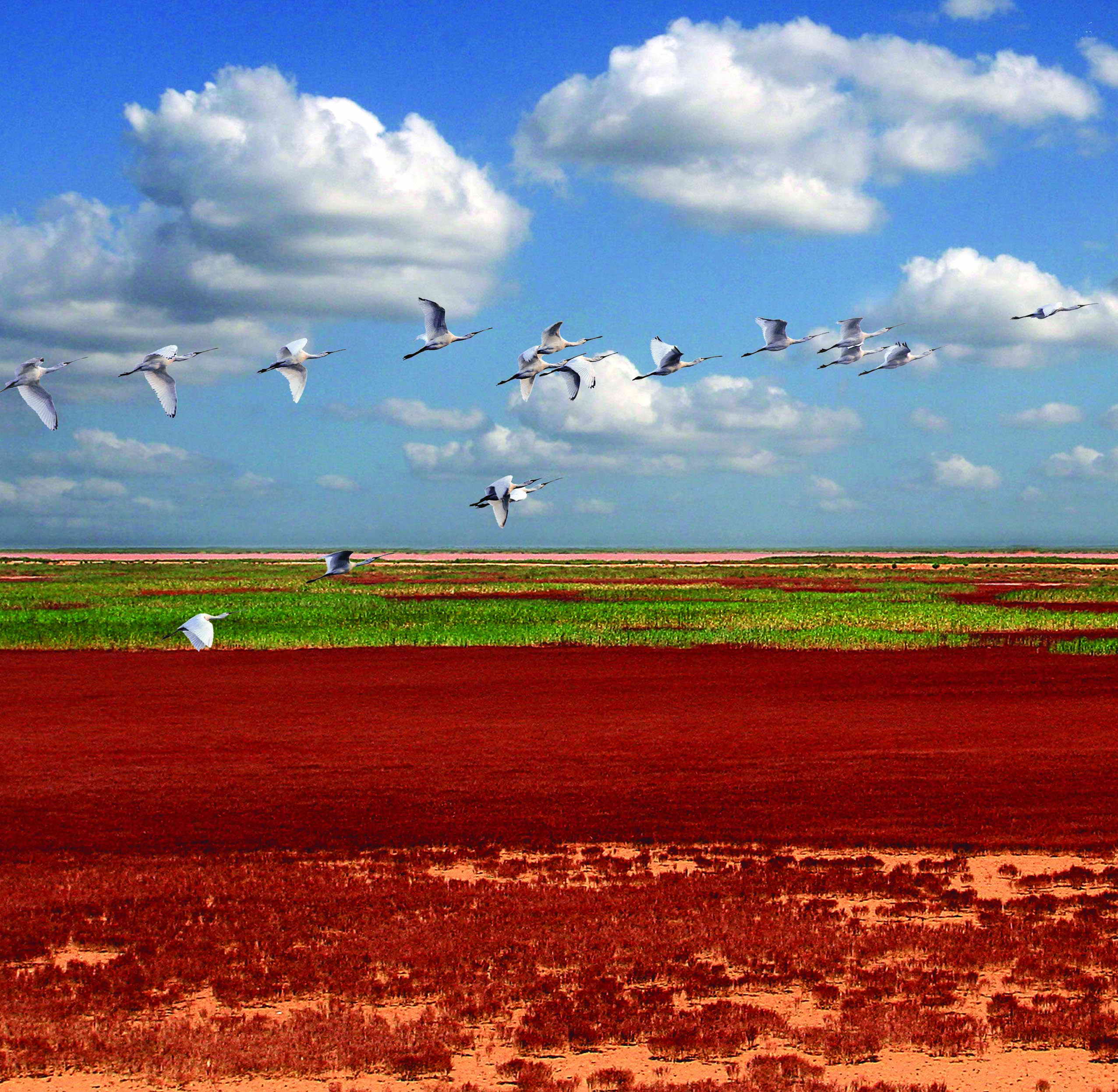 已有4238公顷湿地全部恢复了原湿地公园在东营市城郊一大