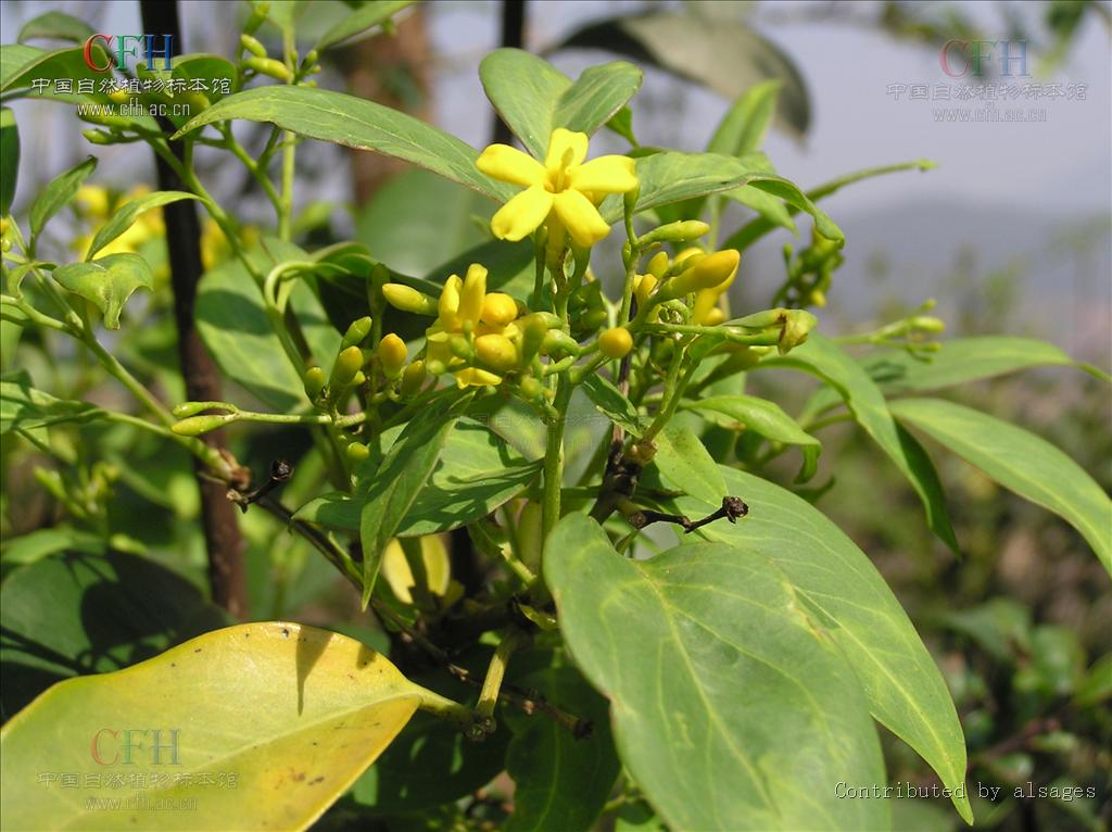  p> a href="#" data-lemmaid="2967583">滇素馨 /a>,又名:光素馨