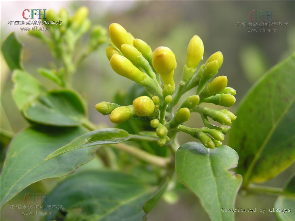  p> a href="#" data-lemmaid="2967583">滇素馨 /a>,又名:光素馨