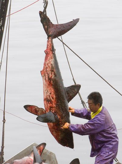  p data-id="gnrudb2rb1">鲨鱼翅在民间通常以"鱼翅"简称.