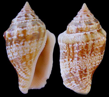  p>花瓶凤凰螺(学名: i>canarium mutabilis /i>):成贝15 - 45毫米, a