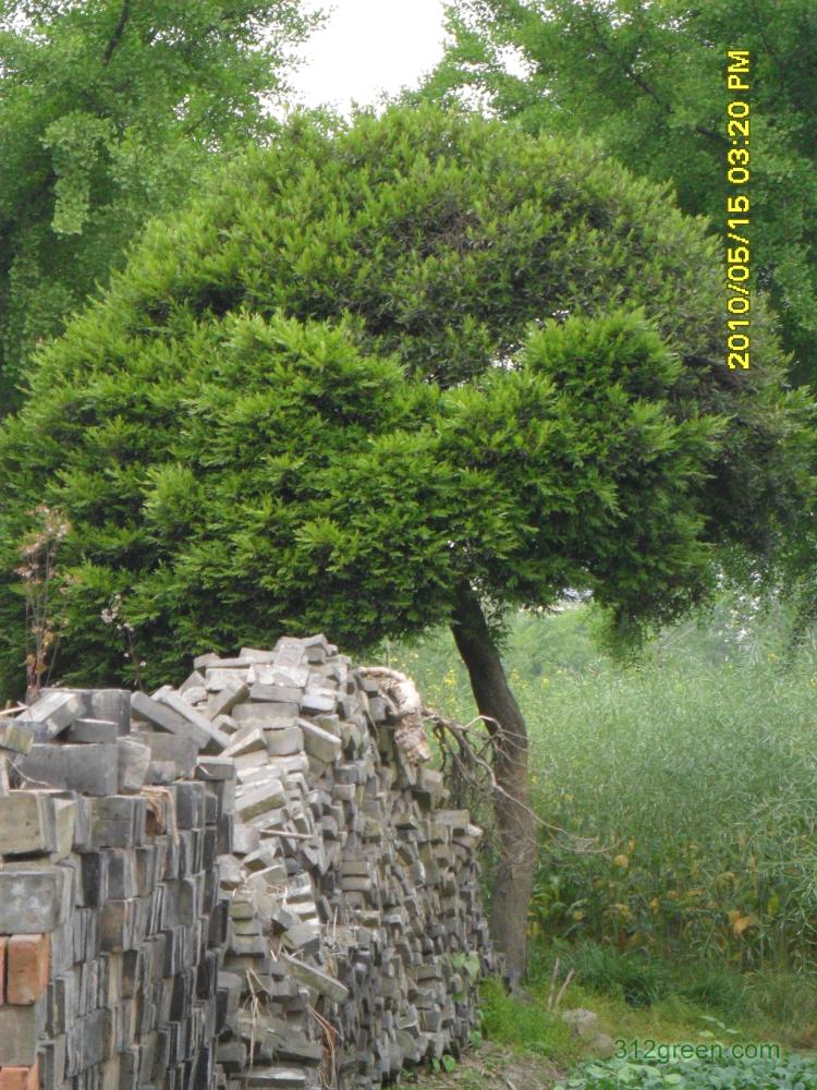 黄杨树