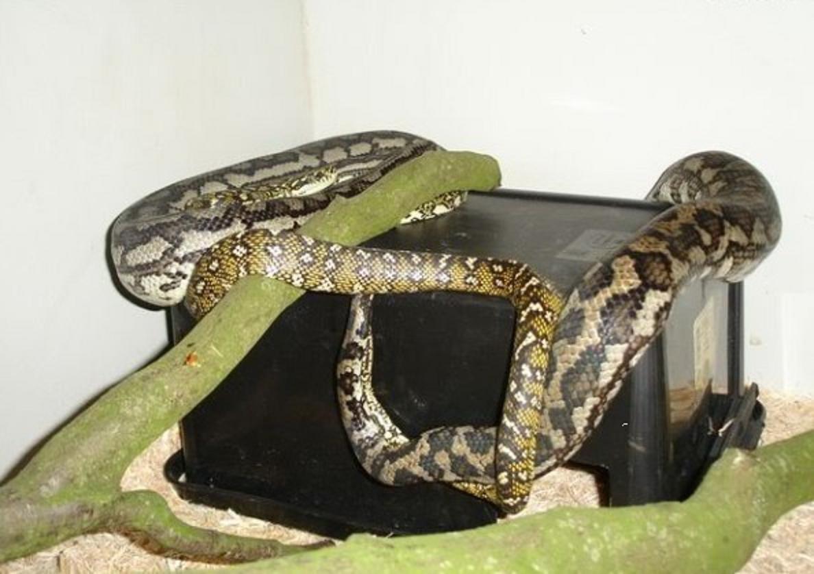 巨蚺蛇(eunectes murinus)亦称绿蚺蛇或大水蟒,是一种