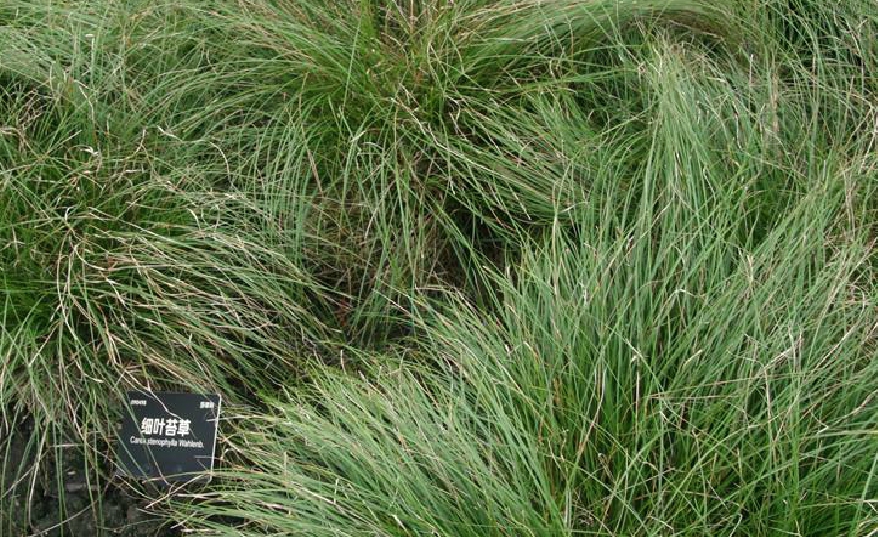  p>细叶薹草(学名: i>carex duriuscula /i> subsp.