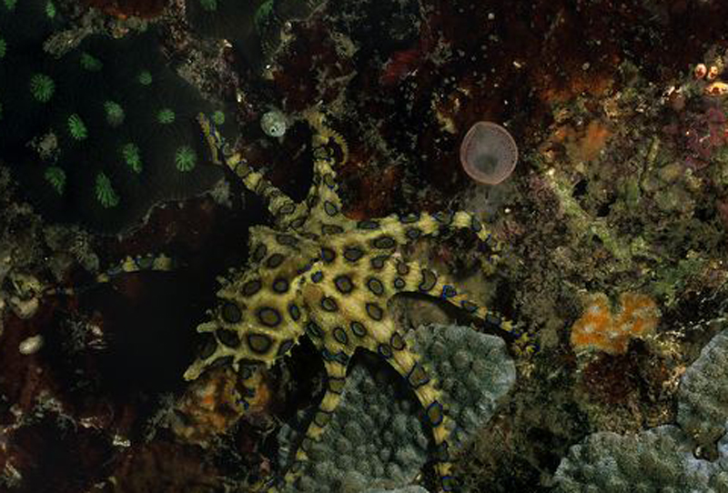  p>斑点豹纹蛸(学名: i>hapalochlaena maculosa /i>):体长约20厘米.