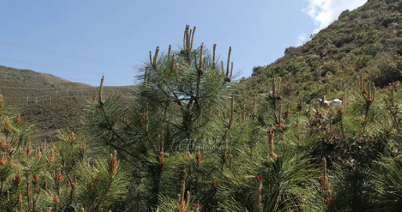  p>偃松(学名: i>pinus pumila  /i>(pall.) regel)是松科松属植物.