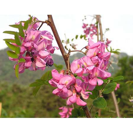 绿叶小檗民勤群体