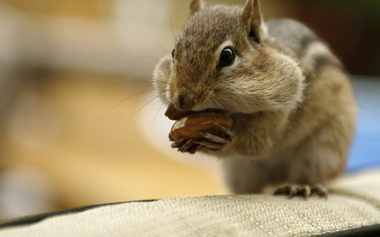  p>杂色松鼠特征是体型小,臼齿(包括前臼齿)在颌的两侧各为5/4﹐上