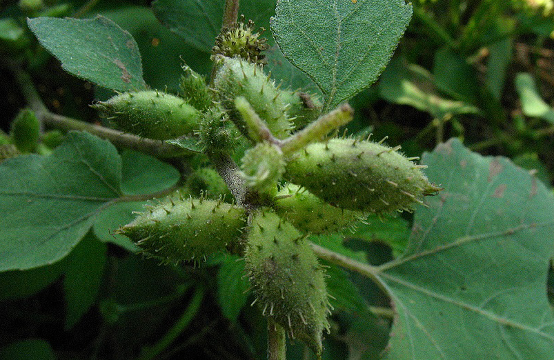  p>苍耳(学名 i>:xanthium sibiricum /i> patrin ex widder)是菊科