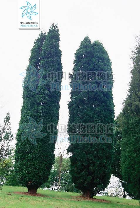 翠柏属_百度百科