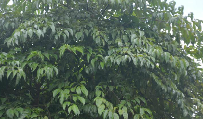  p>幌伞枫属(学名:heteropanax seem.