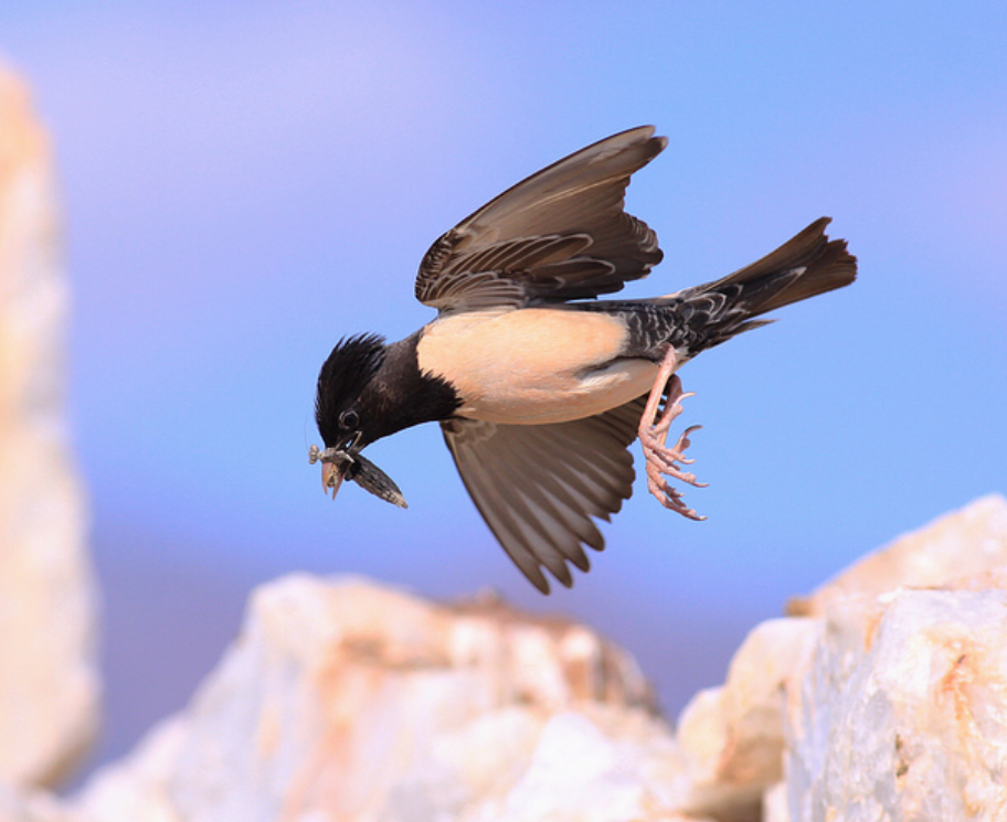  p>粉红椋鸟(学名: i>sturnus roseus /i>):中等体型,成鸟体长19-22