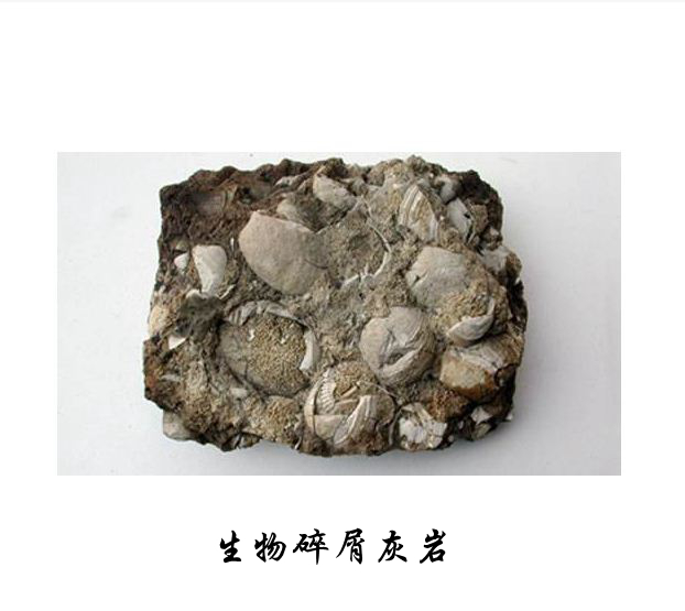 生物碎屑灰岩