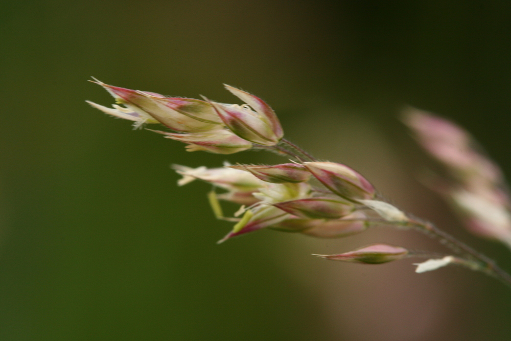  p>绒毛草(velvetgrass)holcuslanatus,禾本科绒毛草属多年生 a href=