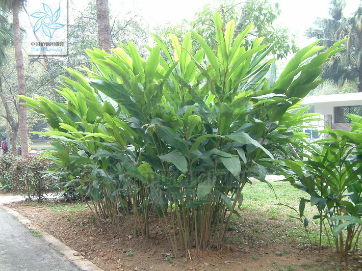  p>海南山姜( a target="_blank" href="/item/学名/8074290" data