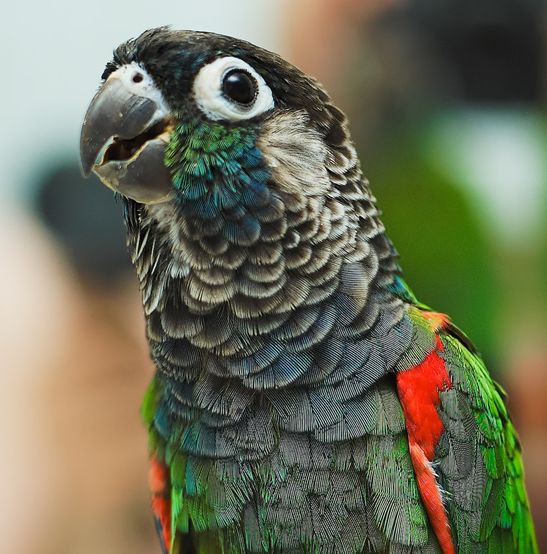  p>绯红腹锥尾鹦鹉(学名:pyrrhura perlata)是典型的 a href="#">攀禽