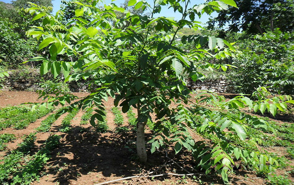  p>文玩核桃树又称麻核桃树,属 a target="_blank" href="/item/胡桃