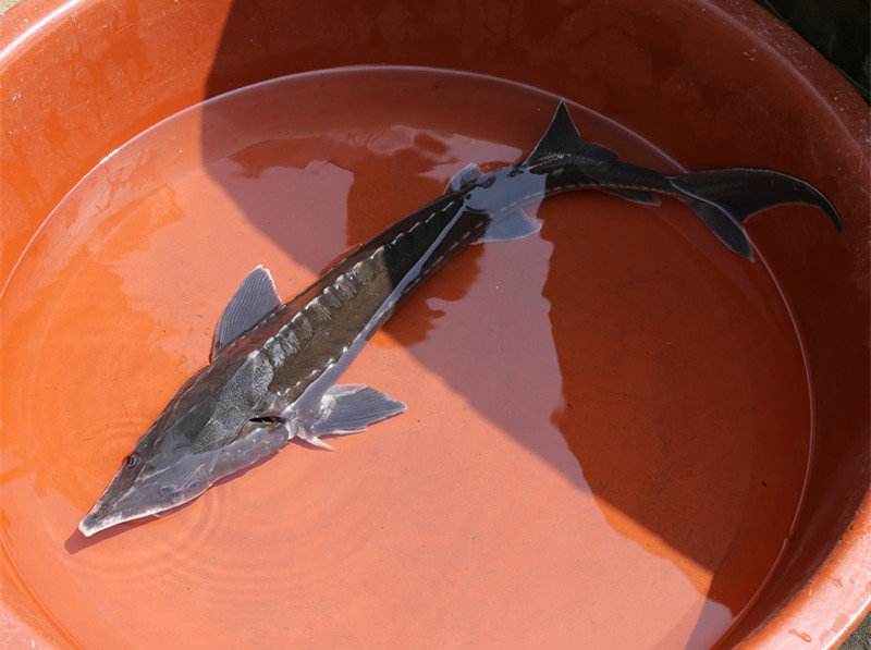  p>达氏鲟(学名: i>acipenser dabryanus /i>)是鲟科,鲟属鱼类,又称