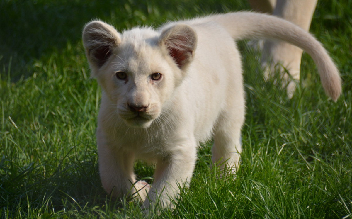  p>克鲁格狮(学名: i>panthera leo krugeri /i>):身长约2.3-3.