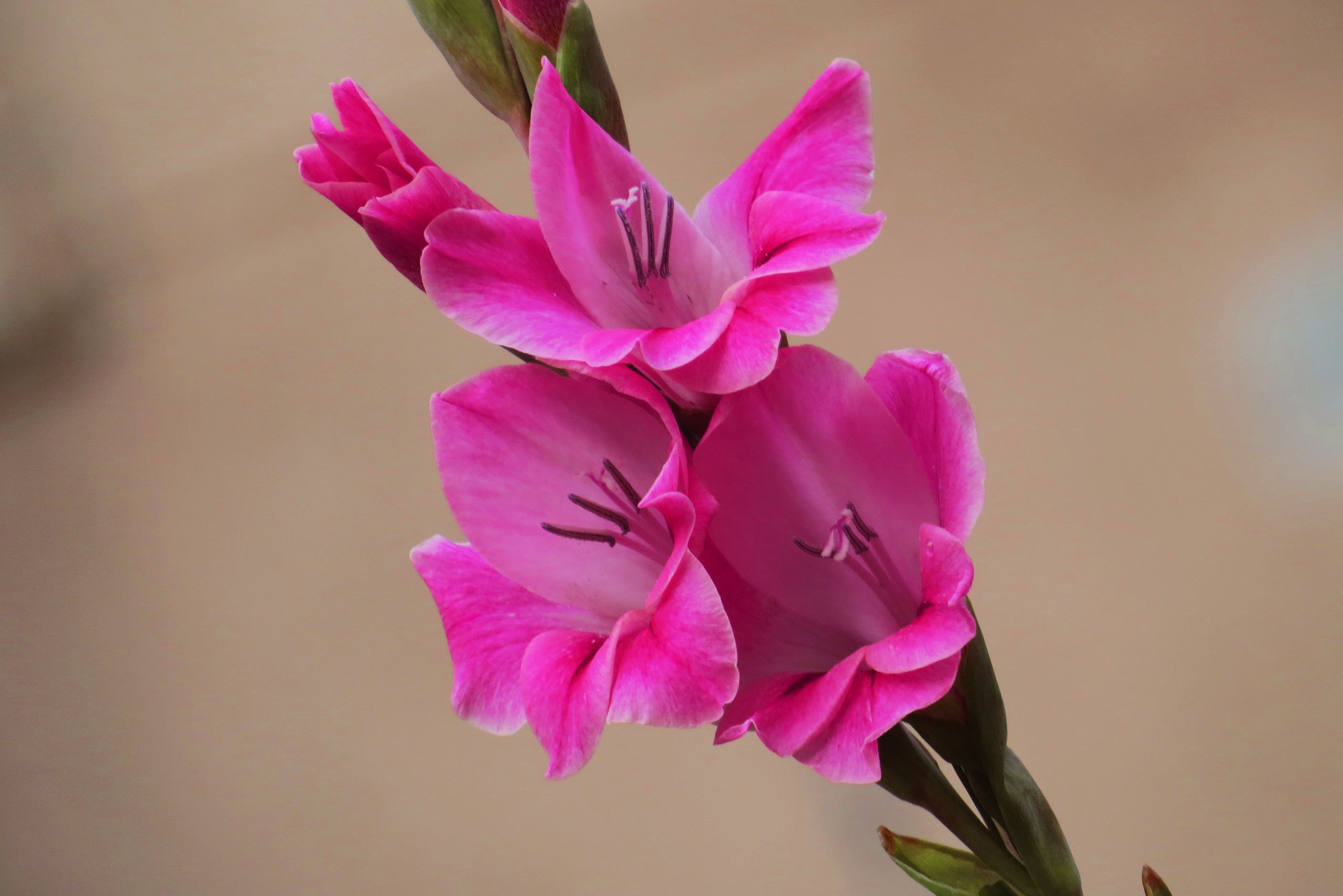gladiolus gandavensis vaniot houtt