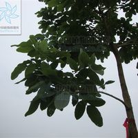 钝叶黄檀云县家系08号