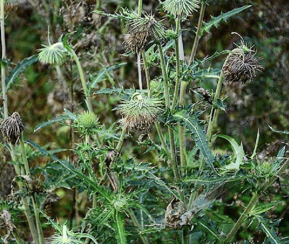  p>马刺蓟(学名: i>cirsium /i>  i>monocephalum /i> (vaniot) h.