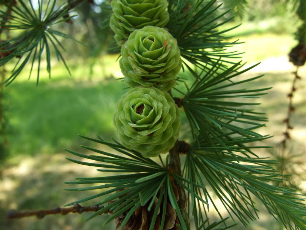  p>针叶林是以针叶树为建群种所组成的各类森林的总称.