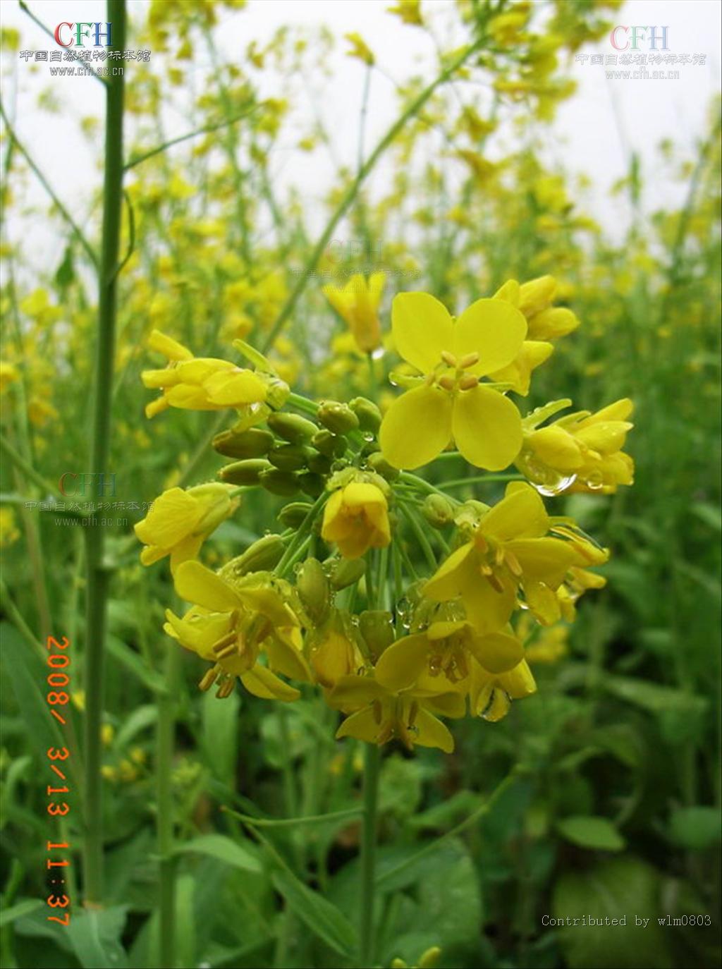  p>油菜,又叫油白菜, a target="_blank" href="/item/苦菜/574927"