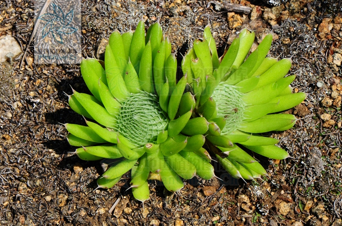 ohwi 〕是景天科,瓦松属多年生 a href="#">草本 /a>植物.