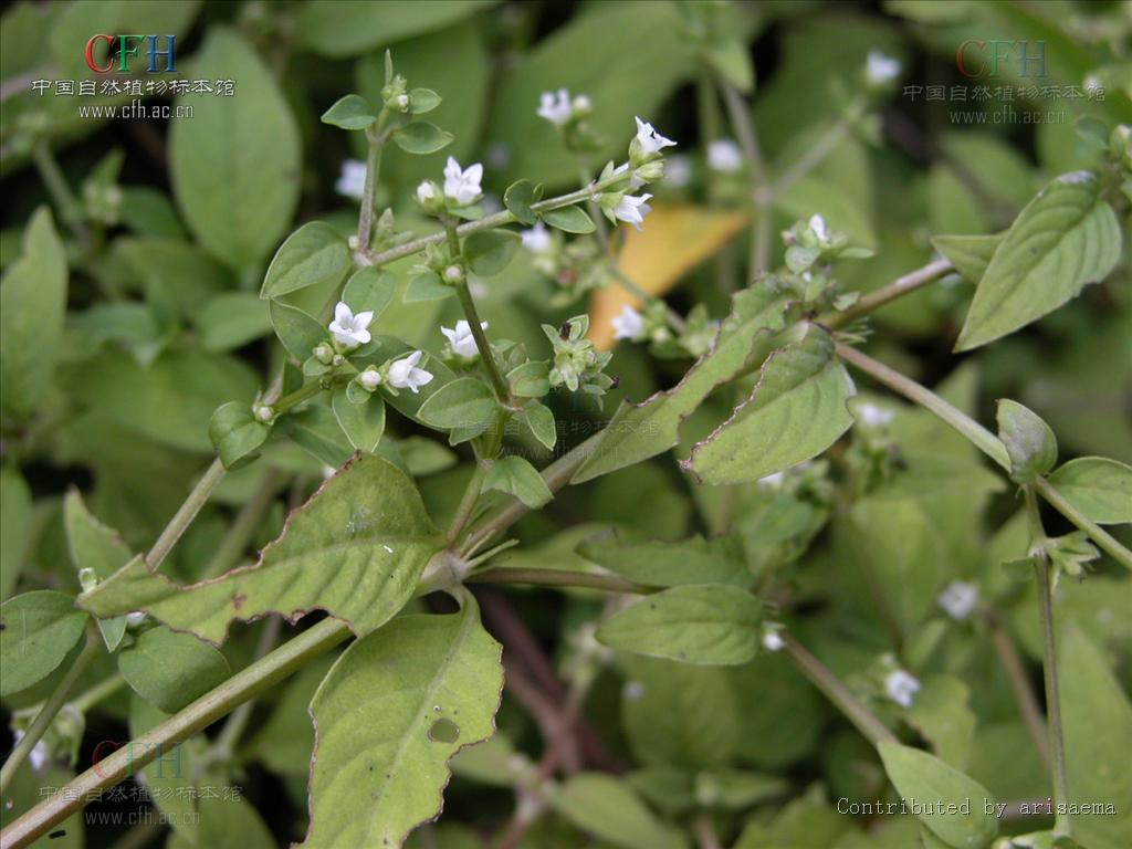  p>新耳草属分布于热带亚洲和大洋洲,属于披散草本,分枝多,节间生根