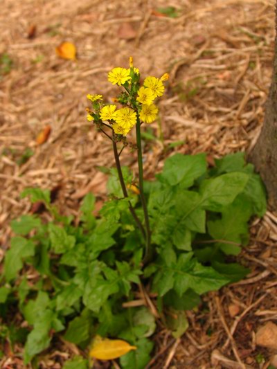  p>川黔黄鹌菜(学名: i>youngia rubida /i>)是黄鹌菜属植物,高20-50