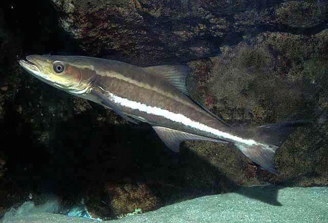  p>军曹鱼(学名: i>rachycentron canadum /i>)是军曹鱼科,军曹鱼属