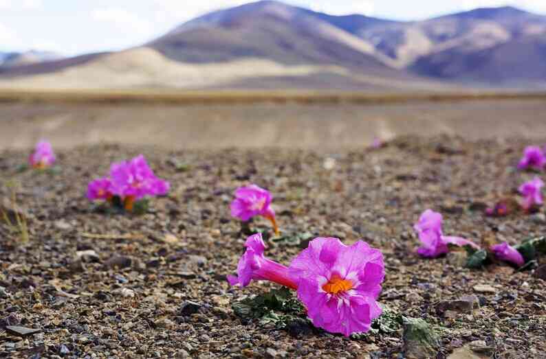  p>藏波罗花为紫葳科矮小宿根草本植物.