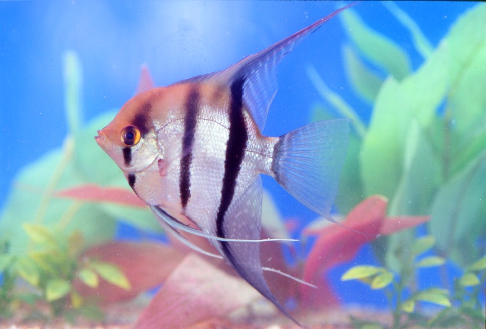  p>丽鱼科, i>cichlidae /i>, a href="#" data-lemmaid="1195405">