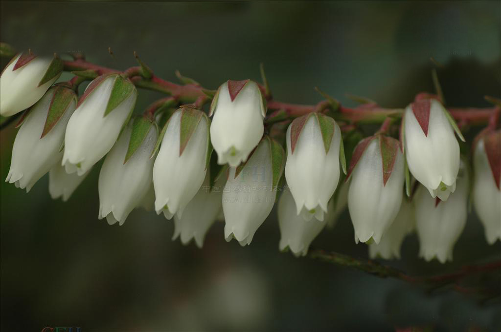  p>长萼马醉木( a target="_blank" href="/item/学名/8074290" data