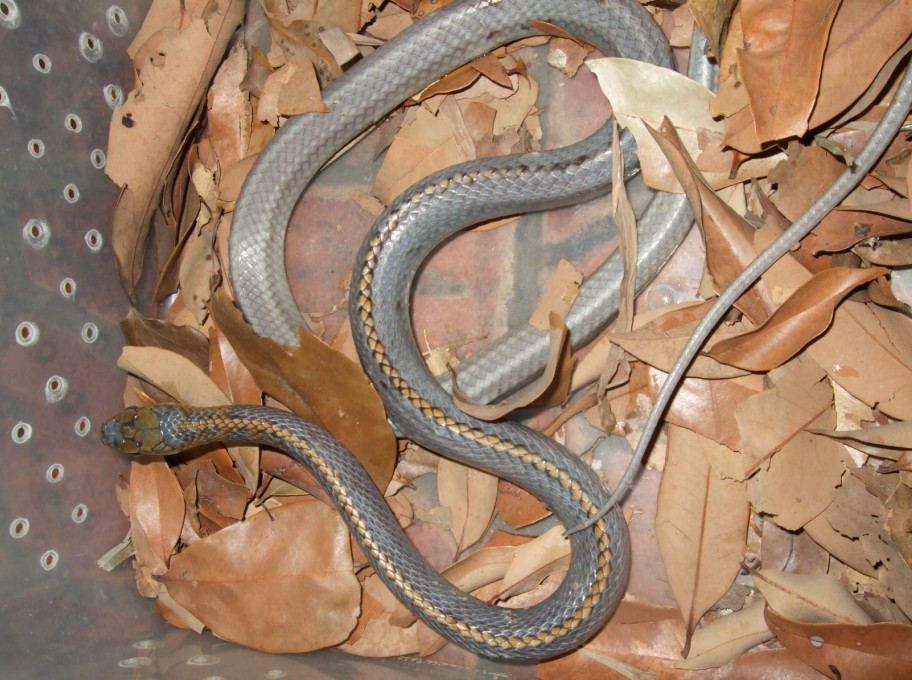  p> a target="_blank" href="/item/乌梢蛇/322909" data-lemmaid="