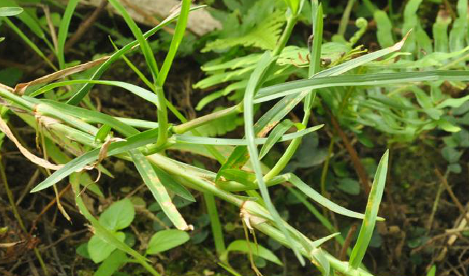  p>扁穗牛鞭草(学名: i>hemarthria compressa /i> (l. f.) r.br.