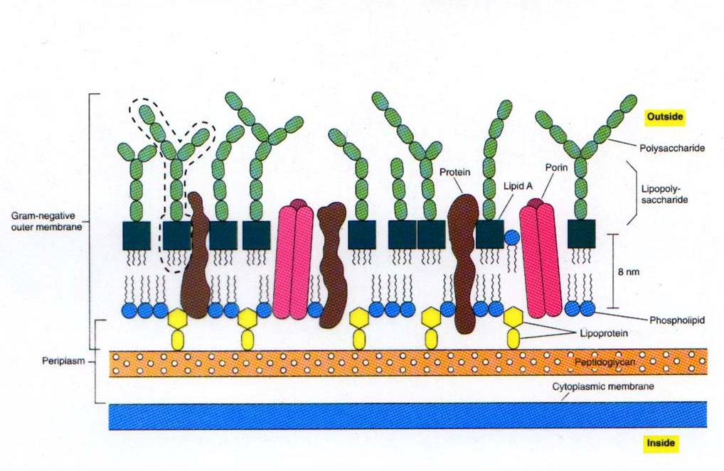 阴性菌泛指 a target="_blank" href="/item/革兰氏染色反应/3211029"