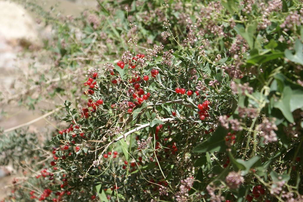 是白刺科,白刺属 a target="_blank" href="