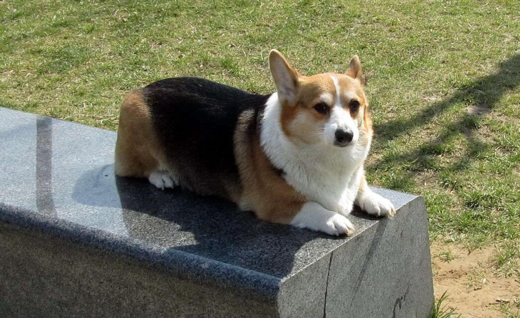  p>威尔士柯基犬(welsh corgi pembroke)是一种小型犬,它们的胆子很大
