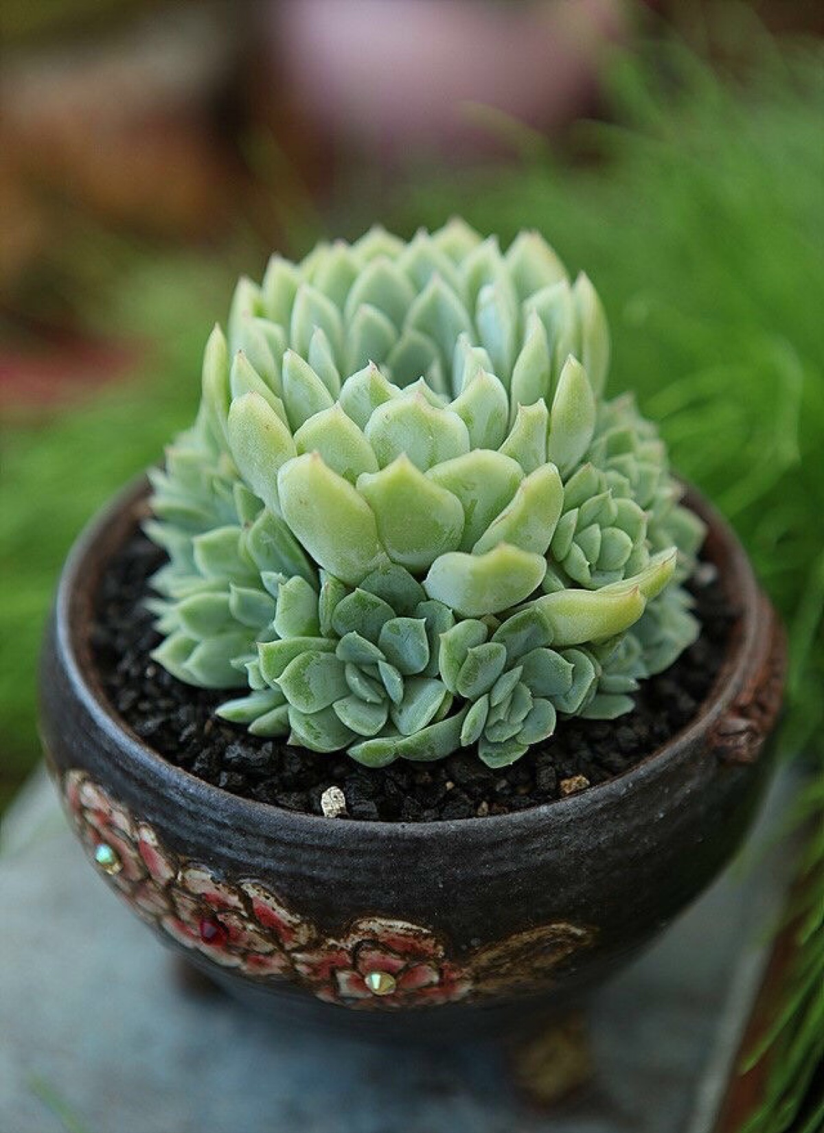  p>宝石花,一类 a target="_blank" href="/item/多肉植物/7506243"