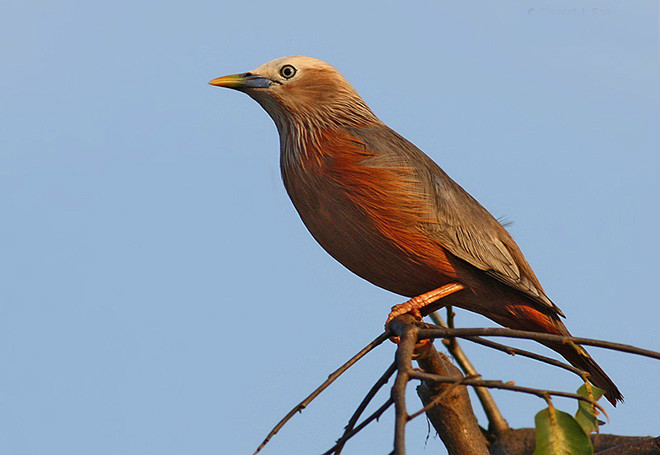  p>灰头椋鸟(学名: i>sturnus malabaricus /i>):中小型 a href="#"