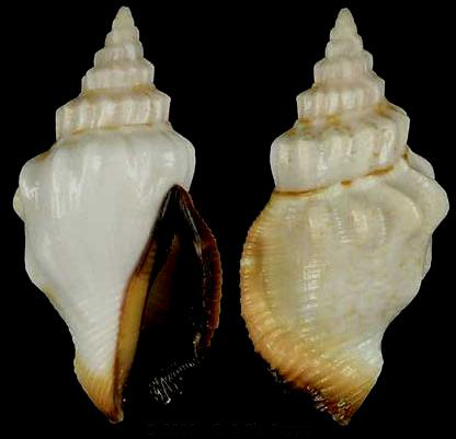  p>厚唇凤凰螺(学名:tricornis thersites)雌雄异体.