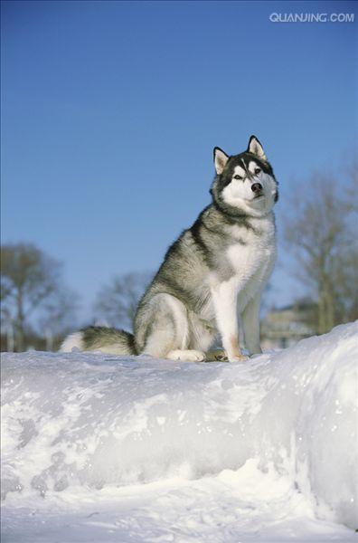 西伯利亚雪橇犬