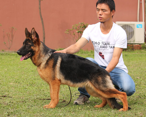 german shepherd