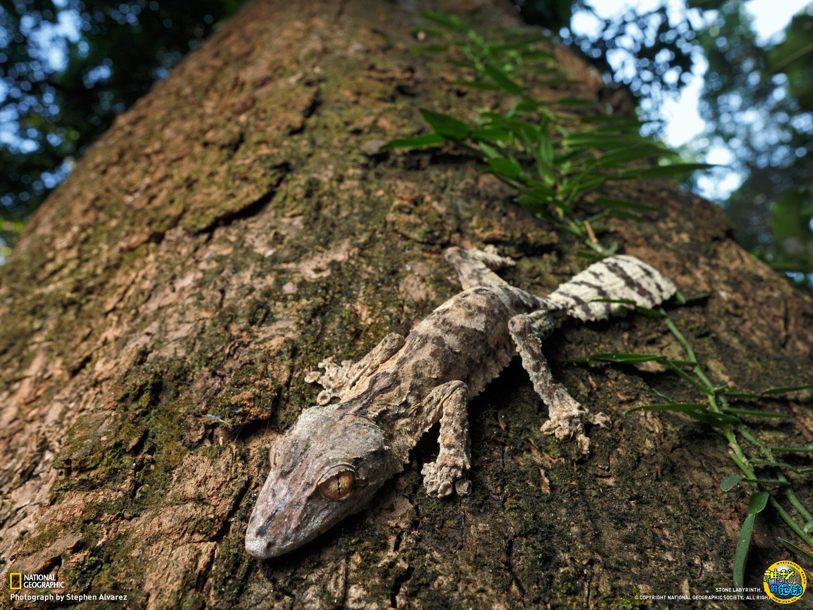 分布于澳大利亚 a href="#" data-lemmaid="13131979">梅尔维尔角 /a>