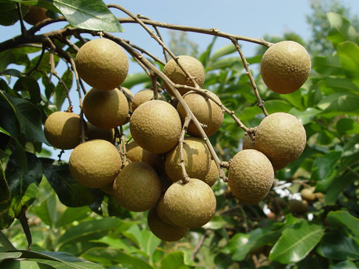 龙眼科/8746377" data-lemmaid="8746377">山龙眼科 /a>,山龙眼属乔木