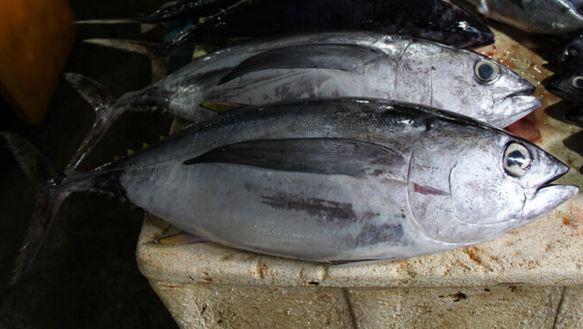  p>大眼金枪鱼(学名: i>thunnus obesus /i>)是鲭科,金枪鱼属下的一种