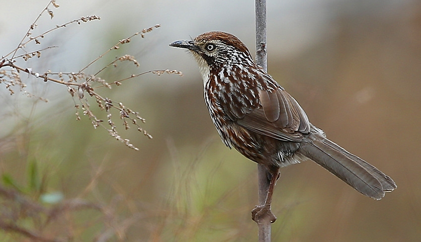  p>棕草鹛(学名:babax koslowi)为鹟科草鹛属的 a target="_blank"